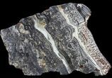 Rare North Pole Dome Stromatolite Slice - Billion Years #50755-1